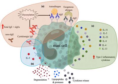 Atopy in chronic urticaria: an important yet overlooked issue